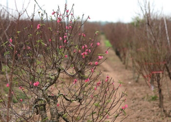 tài liệu kỹ thuật trồng đào